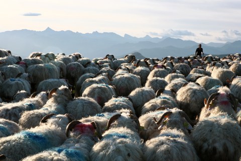 Fête de la Transhumance