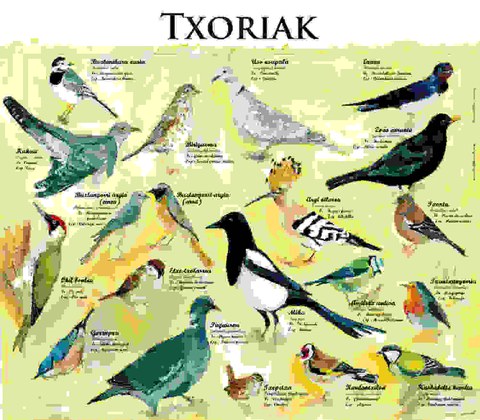 Xoriak