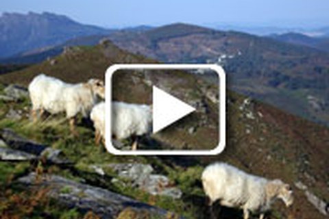 Du devenir des bergers en Pays Basque